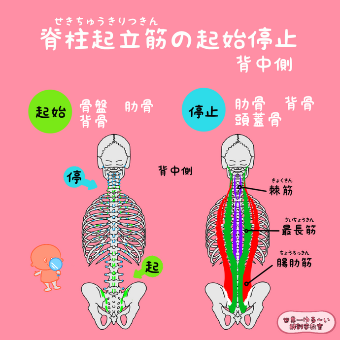 『腰痛改善！筋膜リリース』