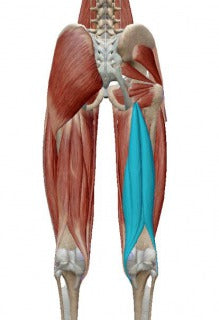 『腰痛改善！筋膜リリース』第五弾