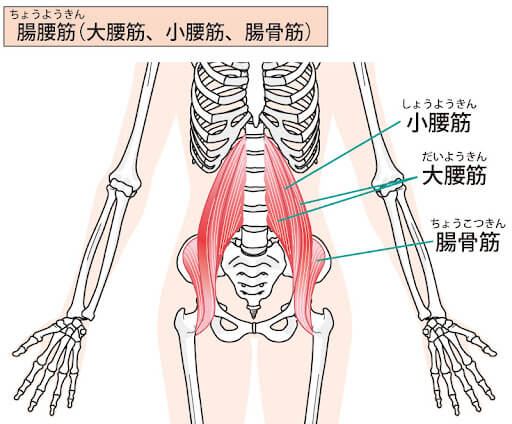 『腰痛改善！筋膜リリース』第二弾